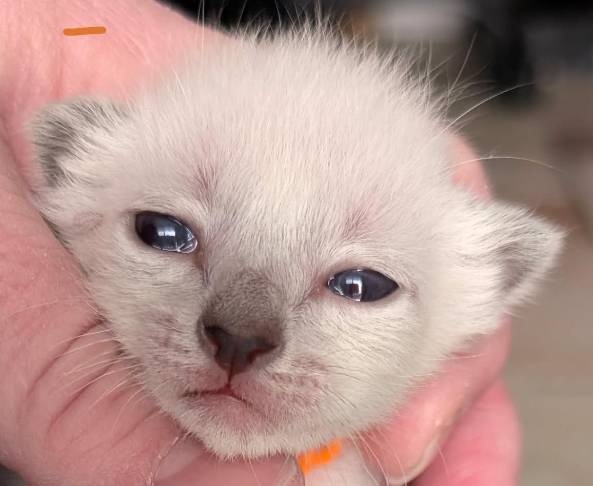 Alex - Orange Collar